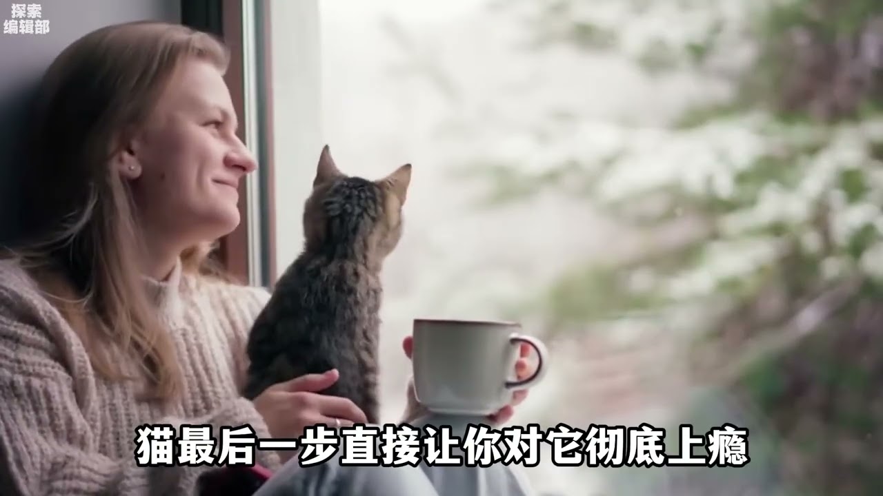 How does a cat manipulate your psychology to make you willingly become its owner#cat#kitty