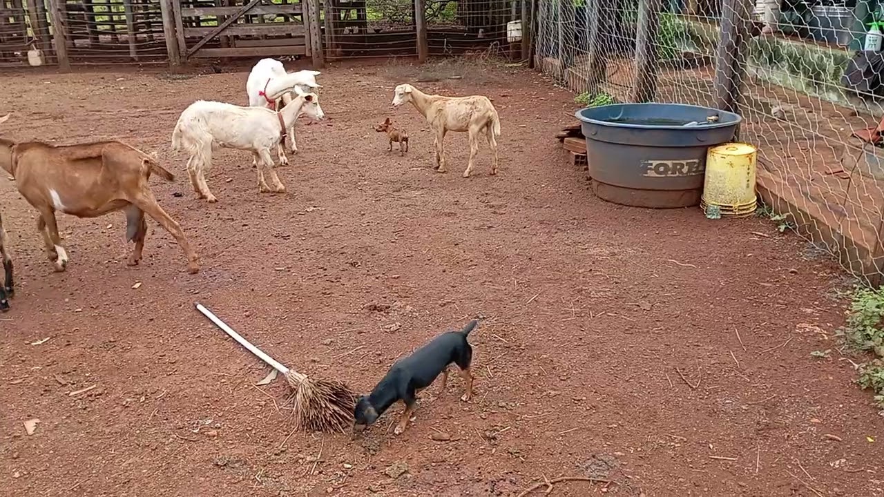 Mais um dia no sítio das cabras 🐐🐐
