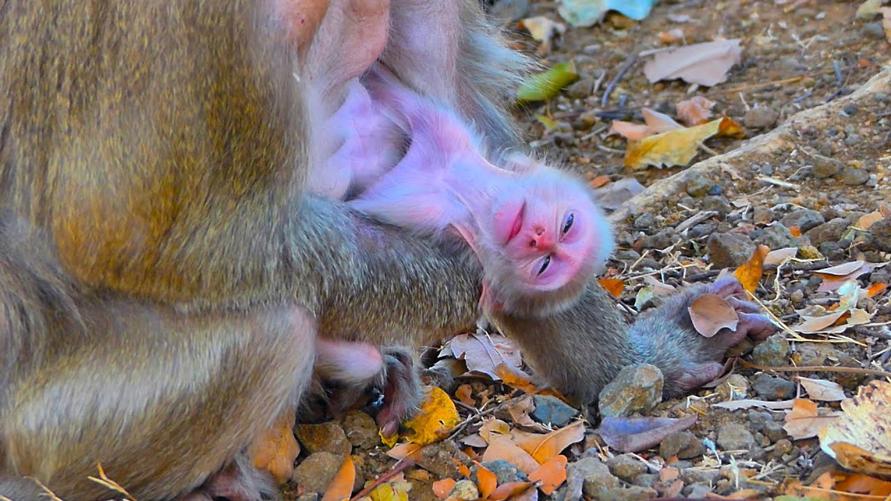 Even monkey monkey mum tries to take care & feed milk, new baby still looks so weak