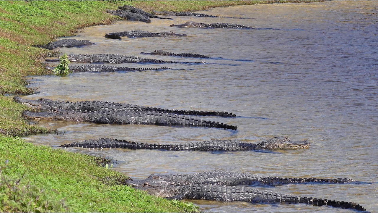 Hundreds of Alligators & Birds at Deep Hole! (Myakka River State Park)