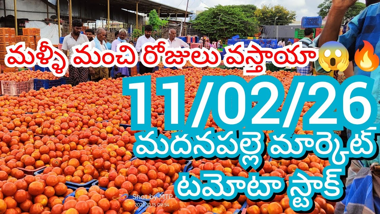 11-02-26 Madanapalle Tomato Market price Today || Today Tomato Market Rate in Madanapalle #today