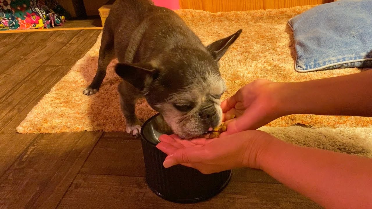 焦らず ゆっくりと〜フレンチブルドッグ French bulldog vlog @642