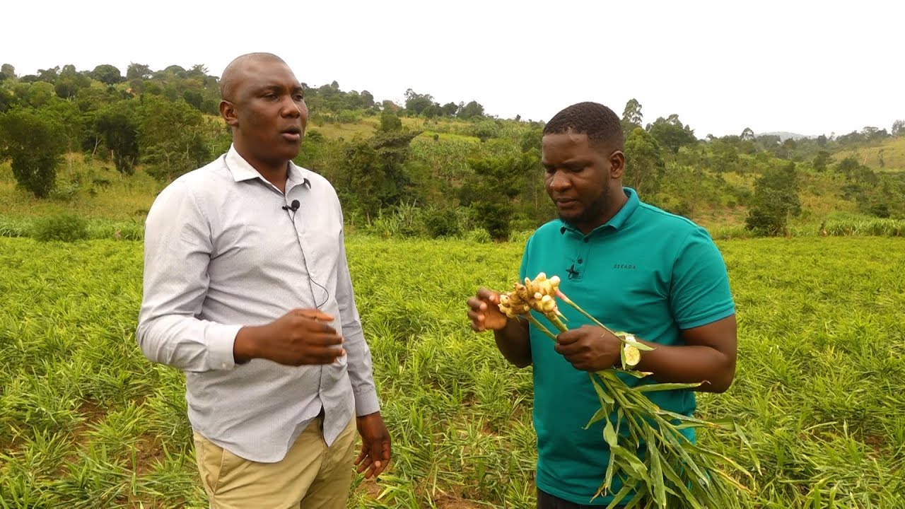 Esanyu 😋-Kadama Eyalima Entangawuuzi Yafuna Bukadde na Bukadde bwa sente