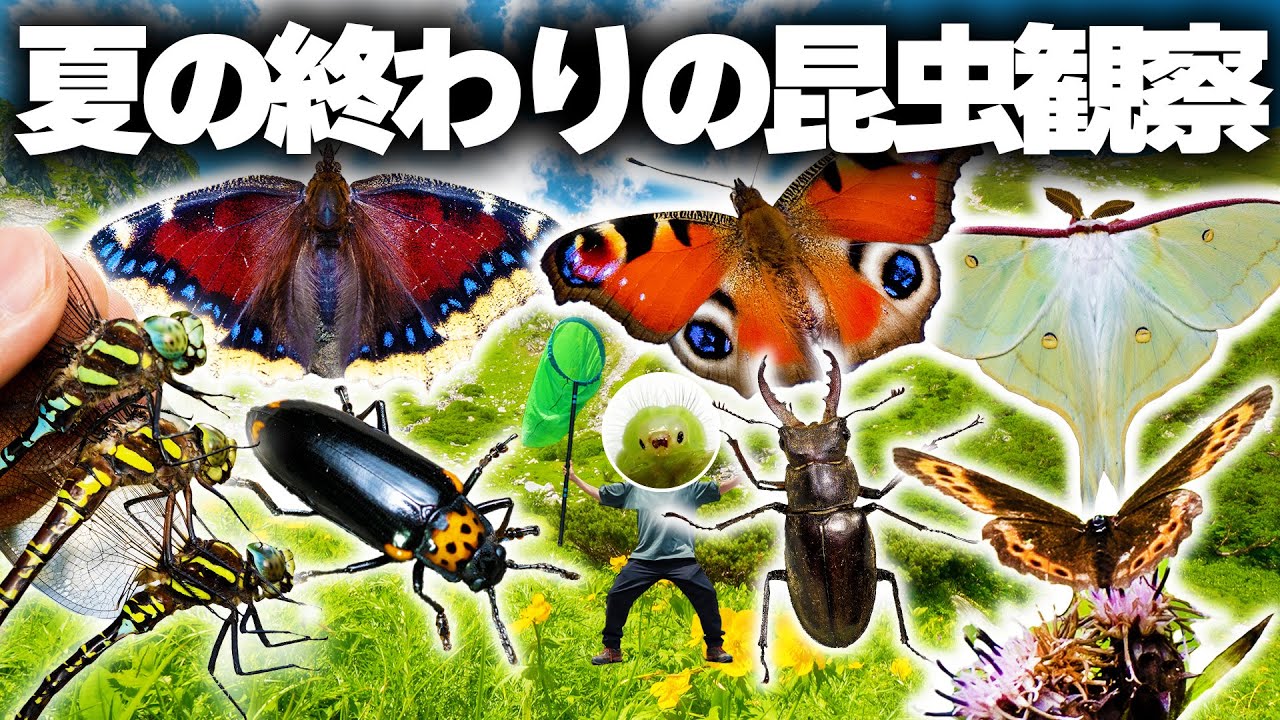 夏の終わりの昆虫観察