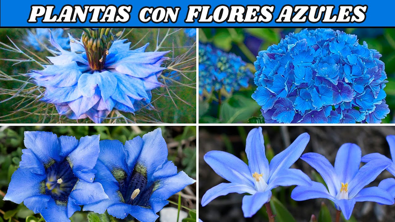 10 PLANTAS con FLORES AZULES muy decorativas