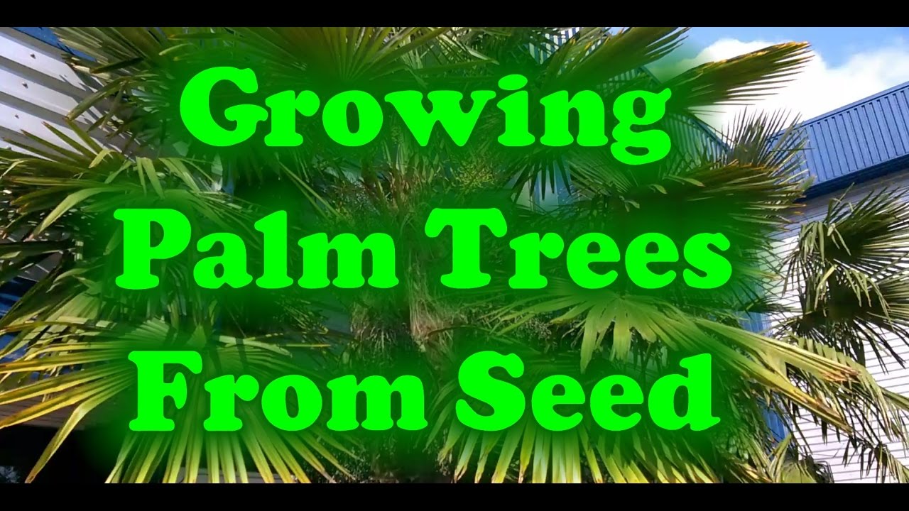 How To Grow Palm Trees From Seed