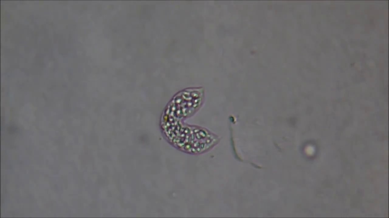 Euglena asexual splitting
