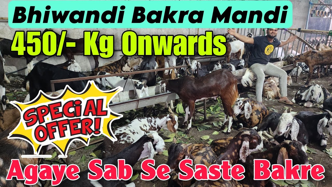 450/- Kg Onwards Bhiwandi Bakra Mandi Sab Se Saste | 2025 Qurbani Wholesale Goat Mumbai Bhiwandi