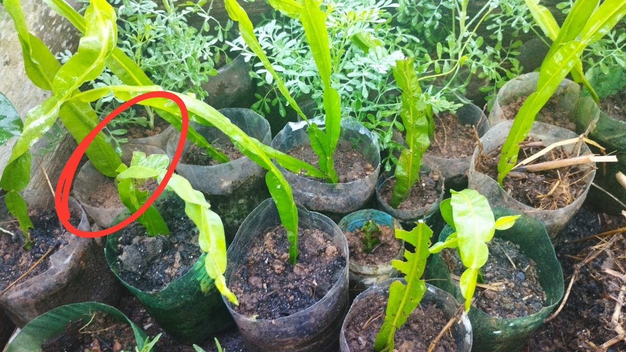 Como Fazer Muda de Carqueja: Passo a Passo Fácil para Cultivar em Casa