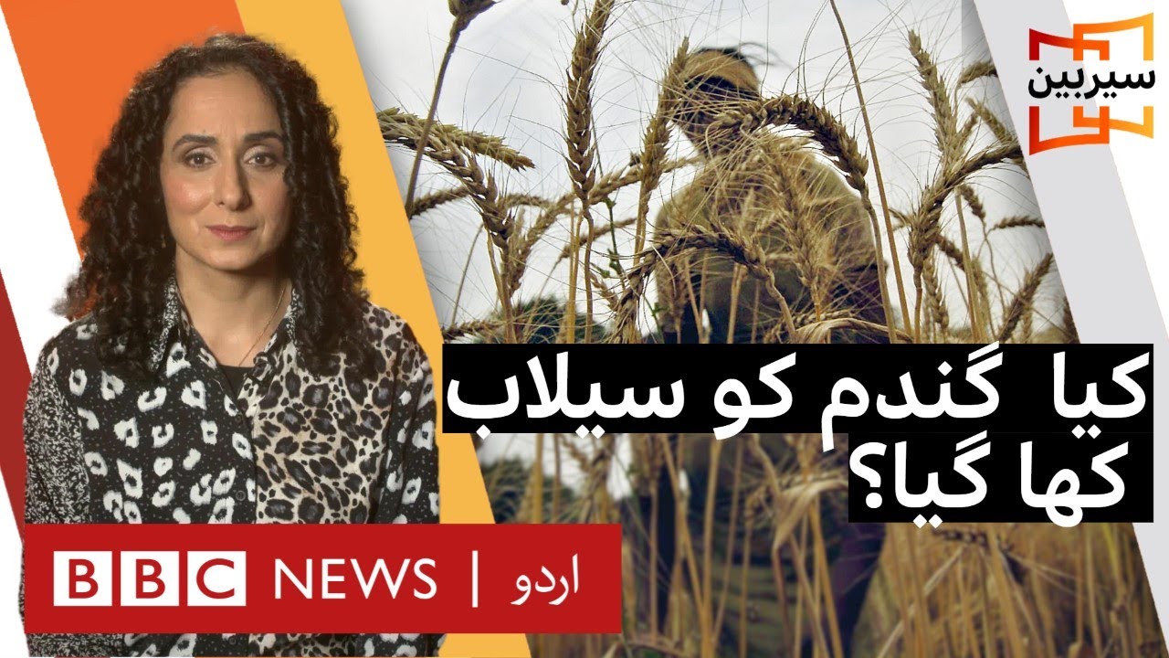 Sairbeen:  Wheat crisis worsened by the floods in Pakistan - BBC URDU
