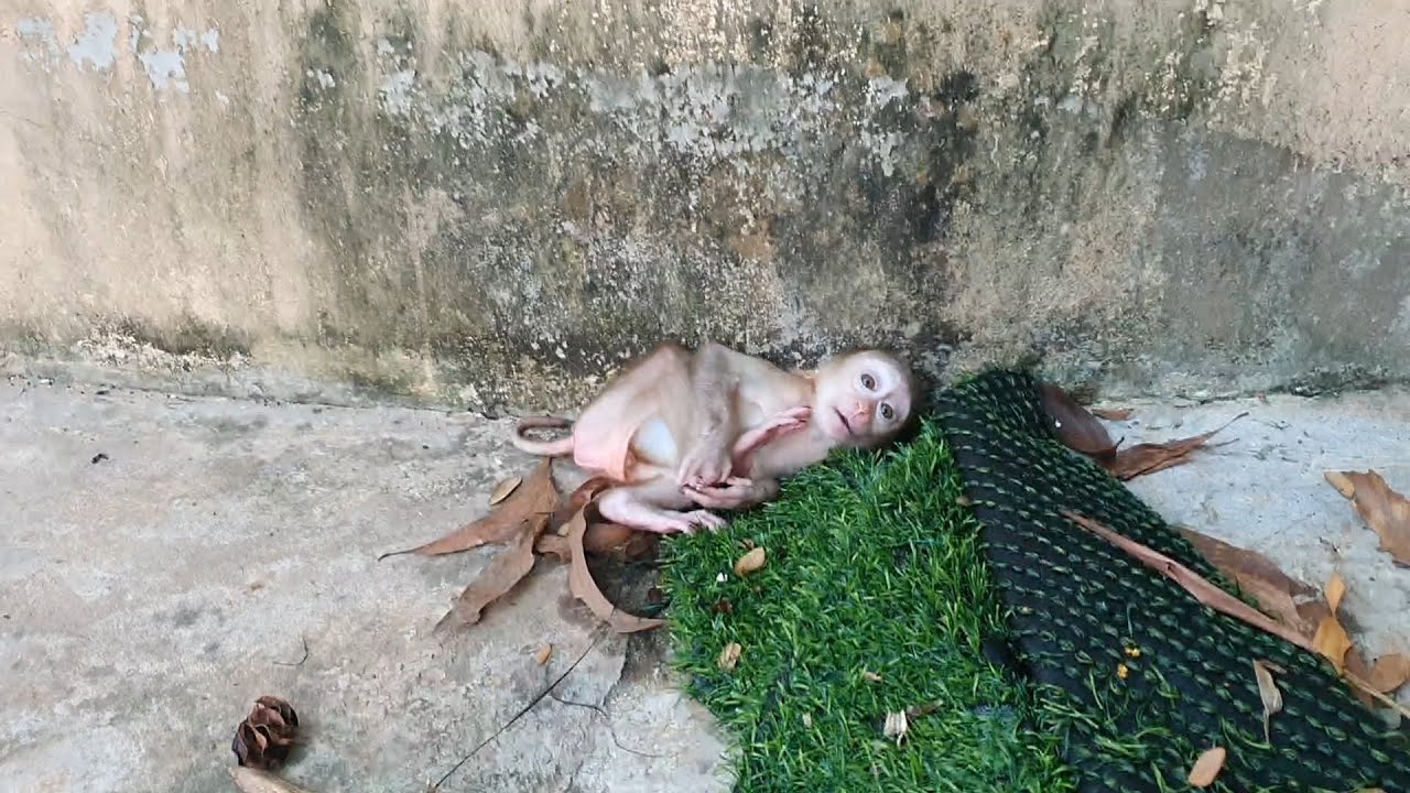 OMG, Baby Monkey FIFA Very Screaming Find milk