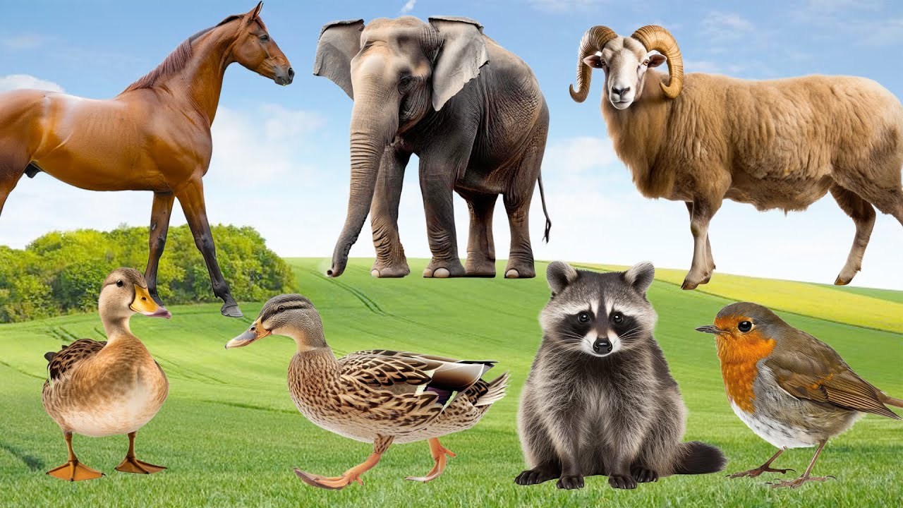Beautiful Animal Moments: Goose, Raccoon, Elephant, Dog, Cat, Goat - Little Animal Video