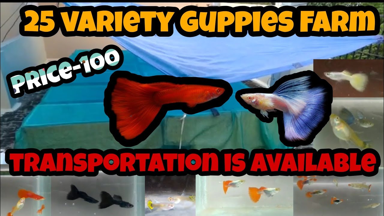 25 variety imported guppy fish farm in தமிழ்/ Transportation is available all over Tamil nadu