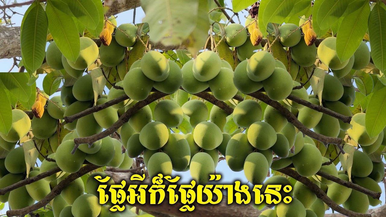 ផ្លែទាំងកង្កោមៗតែម្តងស្វាយមួយដើមនេះ