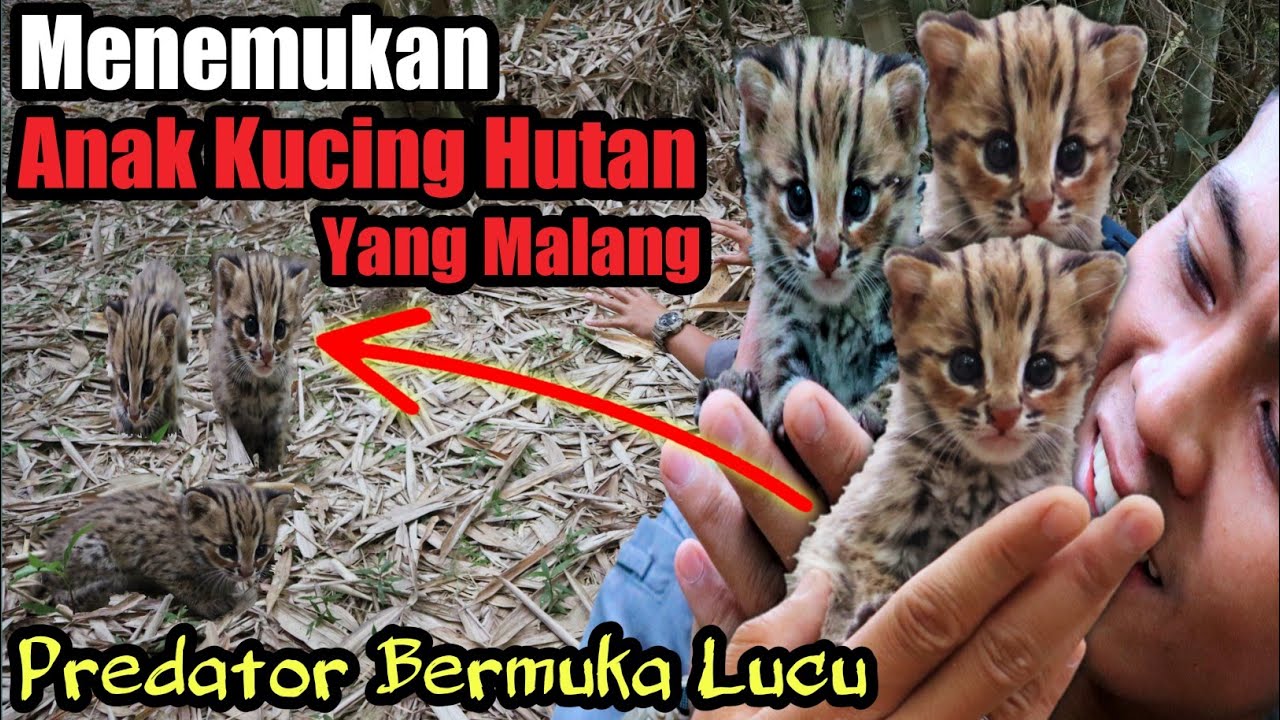 MACAN AKAR YANG MALANG! MENEMUKAN ANAK KUCING HUTAN PREDATOR BERMUKA MANIS