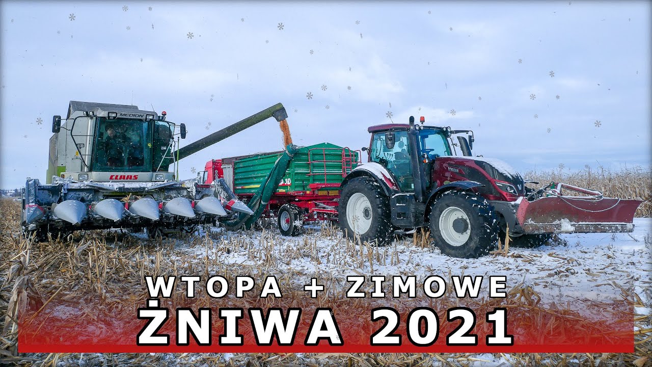 Zimowe ŻNIWA 2021 na Kujawach | Koszenie kukurydzy w ŚNIEGU + Wyciąganie zakopanego CLAAS’a