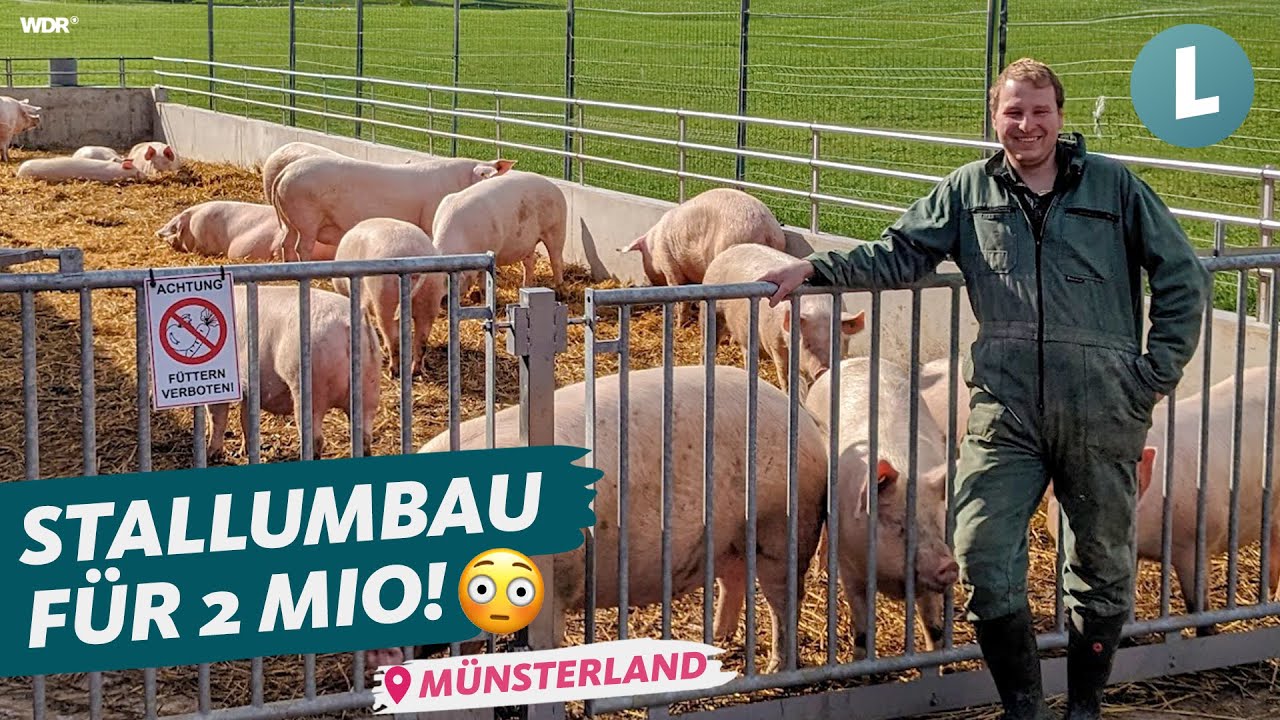 Lohnt sich die Schweinehaltung im Aktivstall-Konzept? | WDR Lokalzeit Land.Schafft.