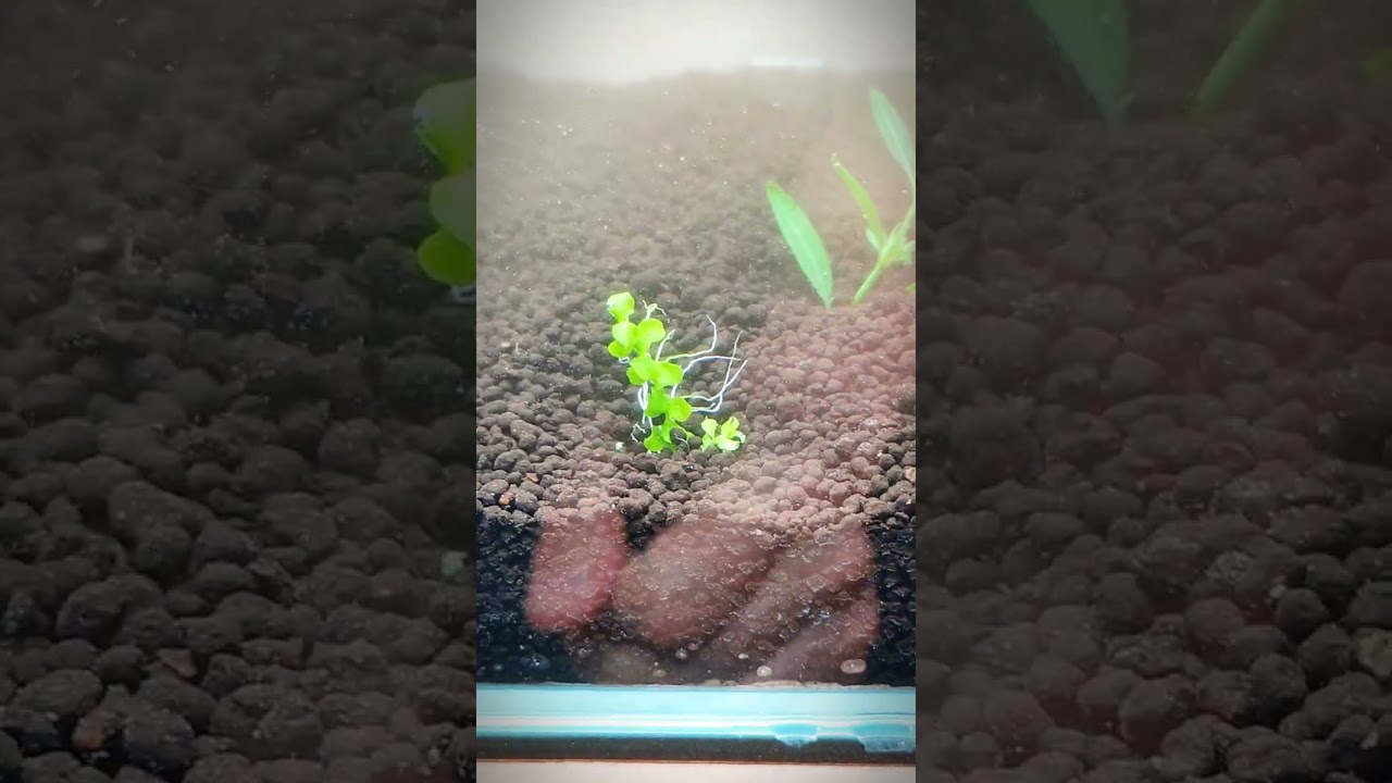 JUN Master Soil and JUN Platinum Soil