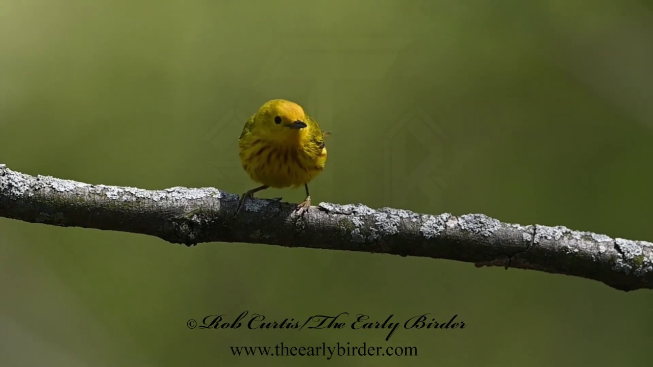 YELLOW WARBLER, Setophaga petechia  compilation. singing, foraging, bathing