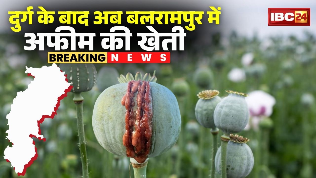 🔴 Afeem Kheti Balrampur News LIVE: दुर्ग के बाद अब बलरामपुर में अफीम की खेती। त्रिपुरी गांव का मामला