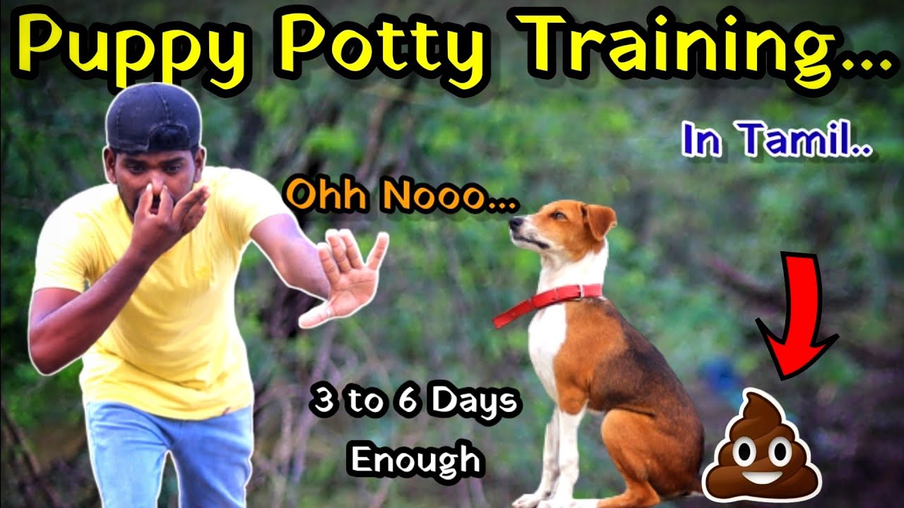 🐶🔥 Puppy Potty Training in tamil | My Puppy 