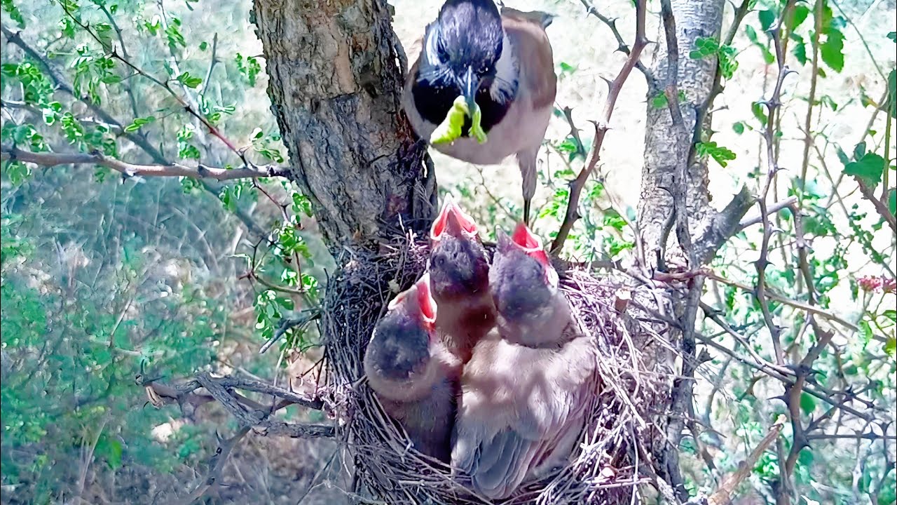 Bulbul's mother feeding green worm for baby's @birdsandbaby8259 