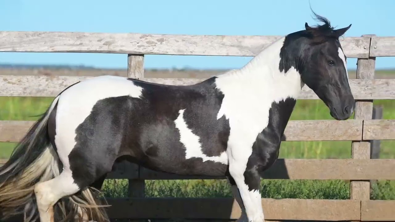 ESC&Acirc;NDALO DA RIO BONITO