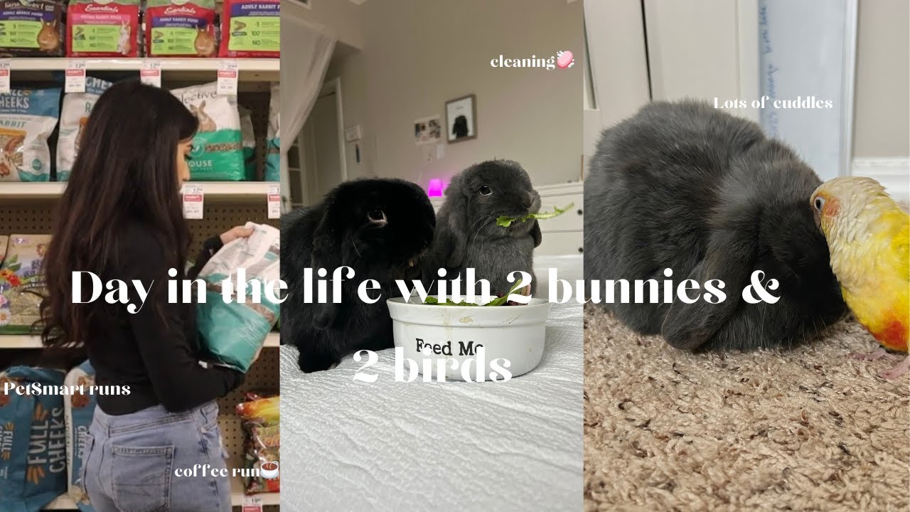 Day in the life with 2 Rabbits and 2 birds 🐰🦜