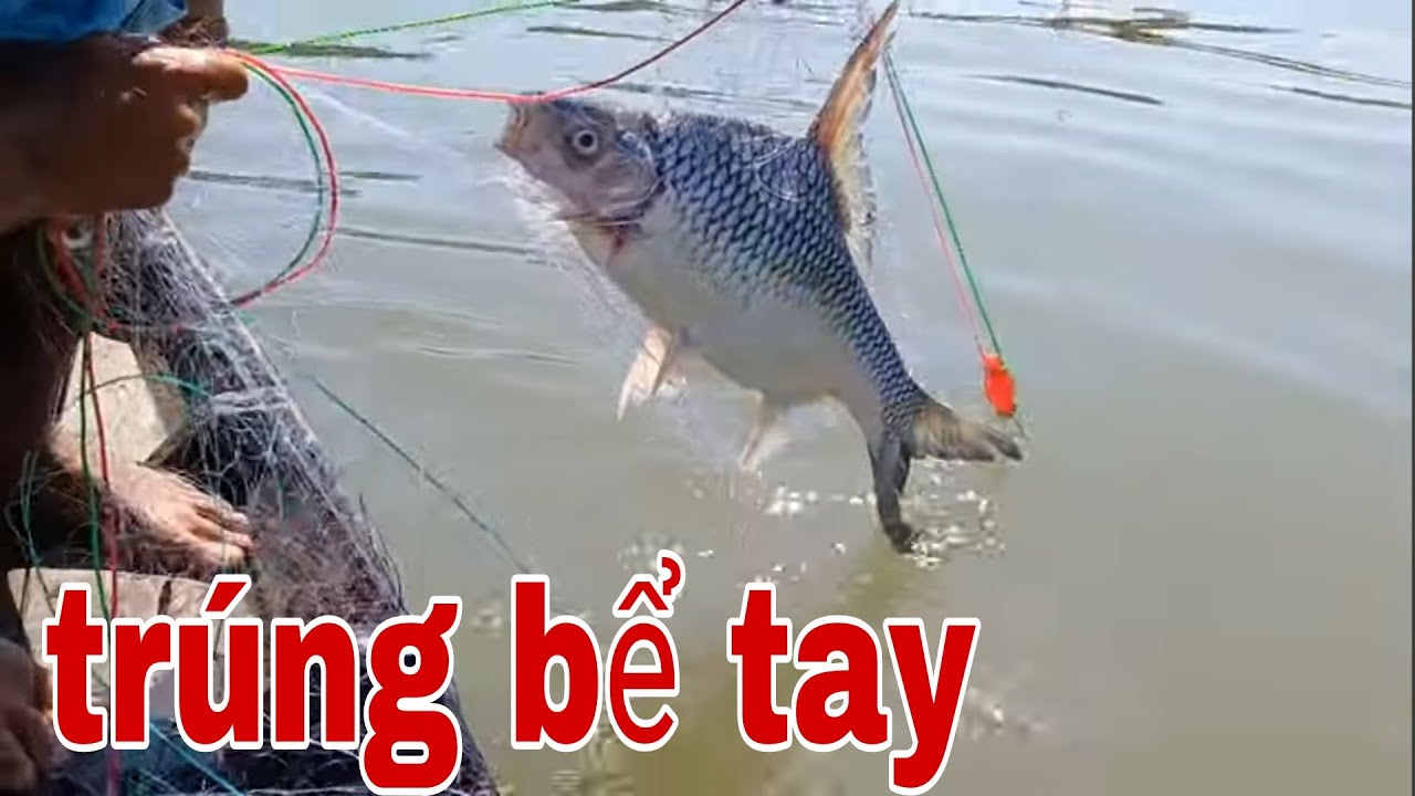 Ăn Tết Lớn Rồi Không Ngờ Giăng Tay Lưới Gần Bờ Dính Hàng Khủng Sông Tiền # SĂN BẮT ĐỒNG THÁP #