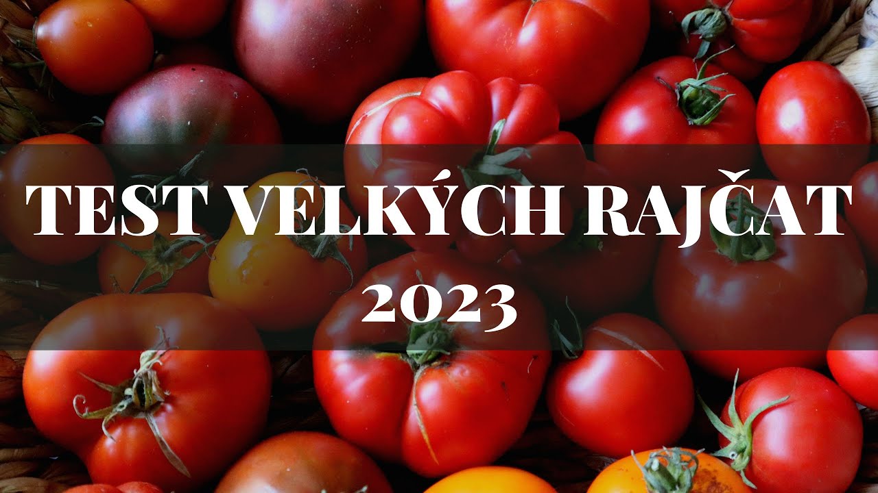 Test velkých rajčat 2023