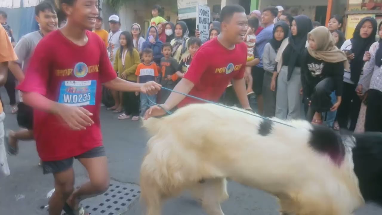 Late post acara  kambing di kalitutup,kambingnya besar besar