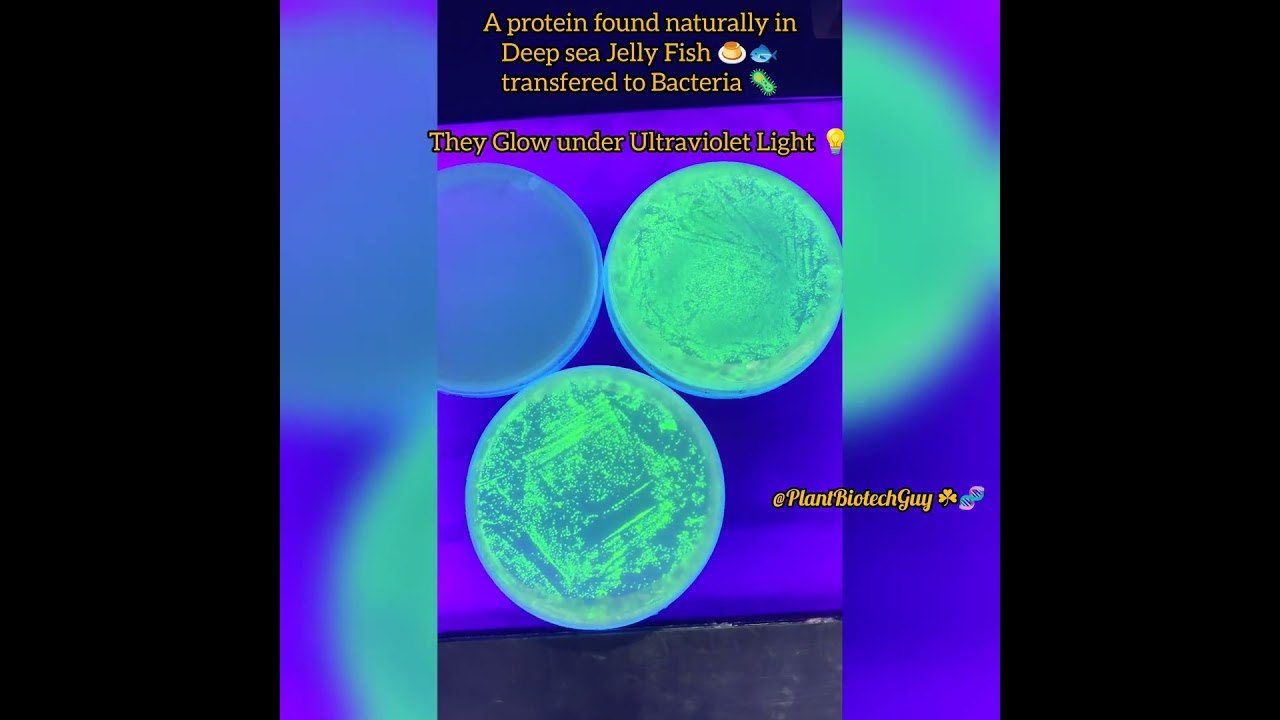 😍 Bio-Lights