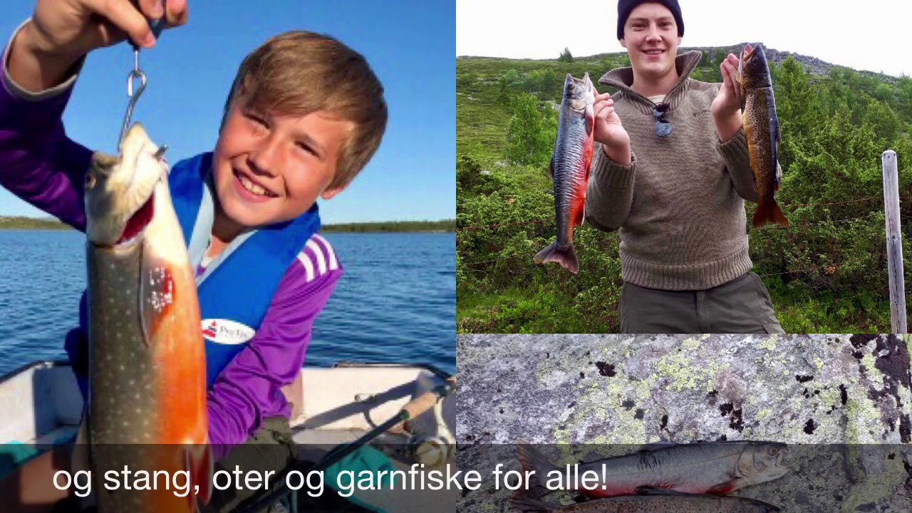 Turtips Venabygdsfjellet