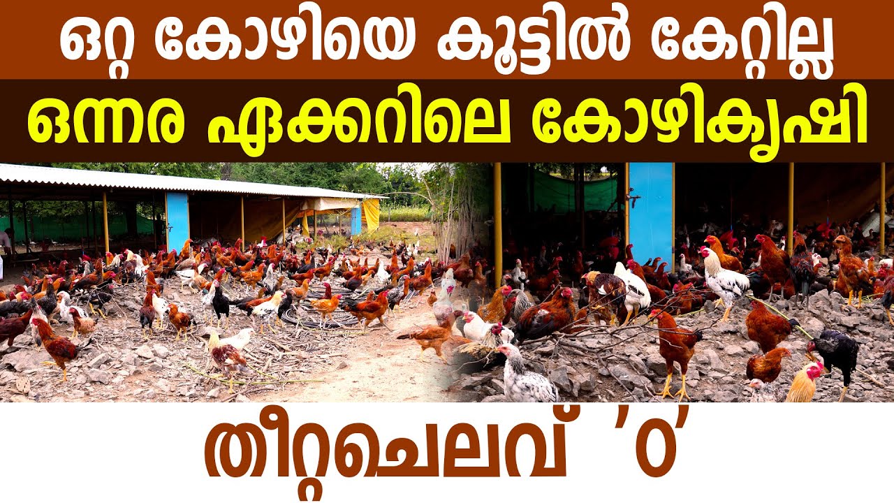 ഒന്നര ഏക്കറിൽ കോഴികളെ തുറന്ന് വിട്ട് വ്യത്യസ്ഥമായ ഒരു കൃഷി I Nadan Kozhi I Kozhi Valarthal I
