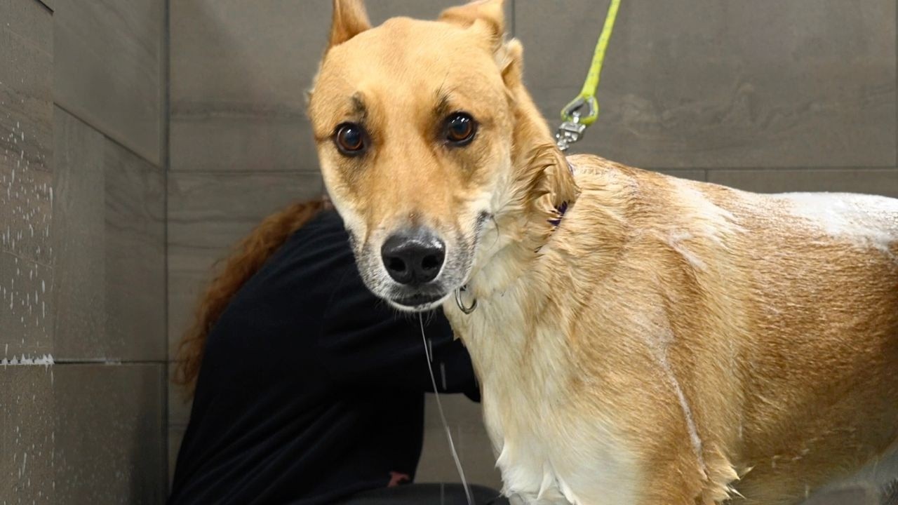 This Dog Looks Like A Deer in Headlights 😂