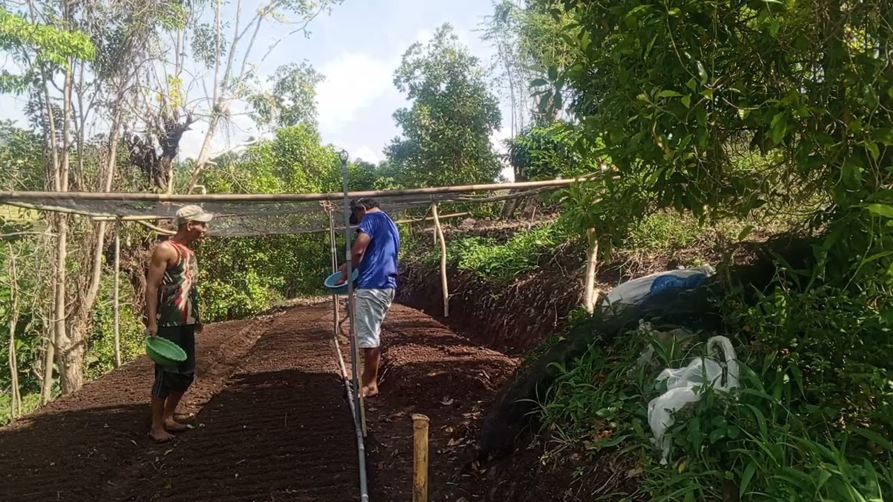 on proses semai bibit #bibit #cabailokal #cabairawit #cabaiberlian