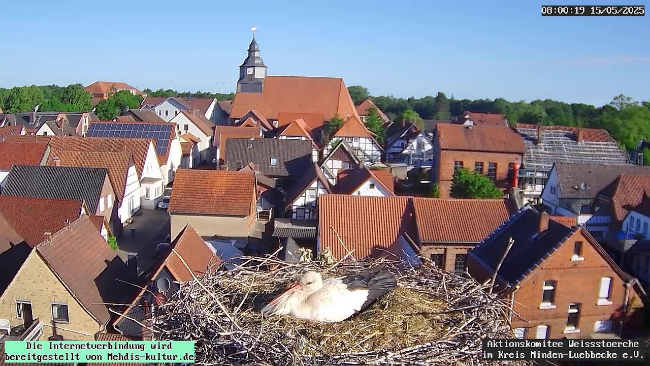 Livestream von Storchennest Petershagen