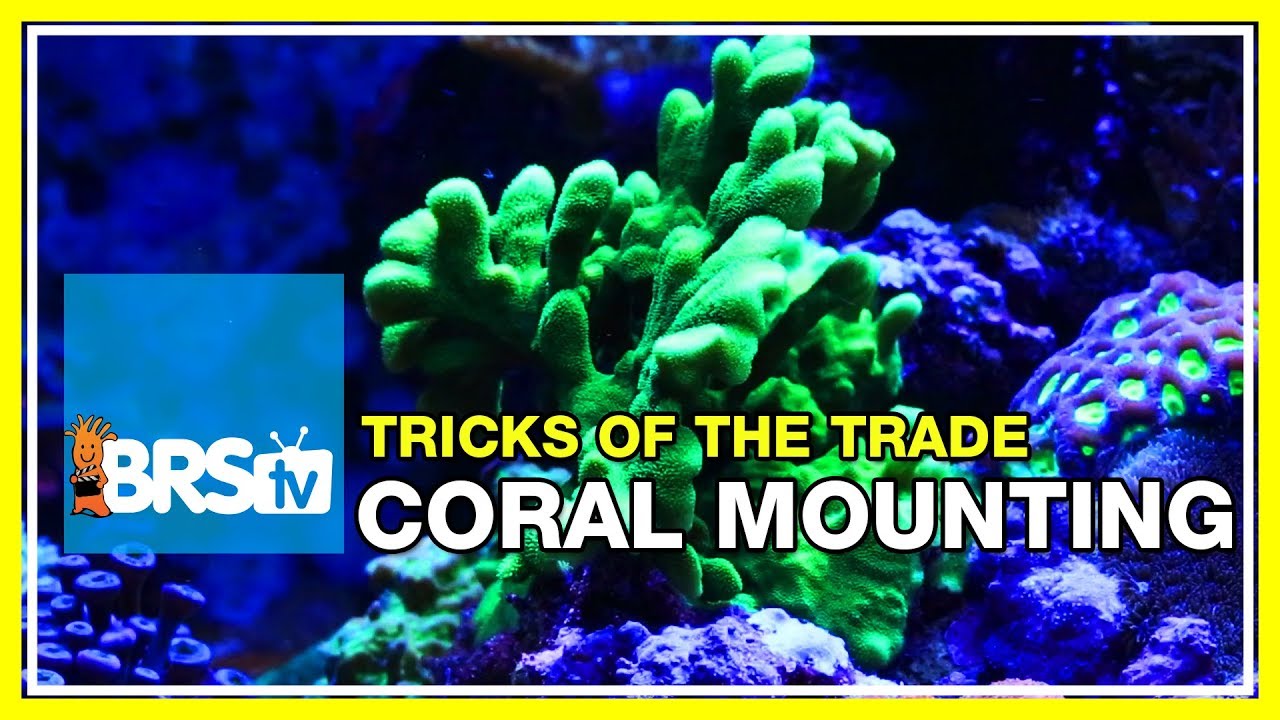 Week 38: Mounting corals: epoxy, super glue, and lighting tweaks | 52 Weeks of Reefing
