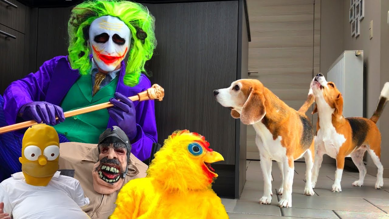 Beagles Get Pranked With Halloween Costumes Compilation 1