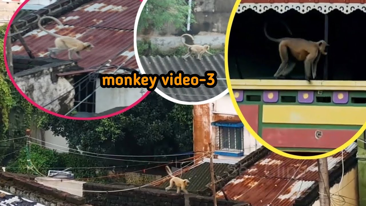 monkey| funny monkey 🐒🙈🤪