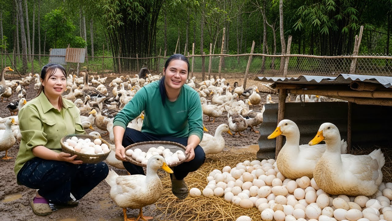 Harvesting duck eggs to sell at the market - Daily life on the farm, survival in the forest