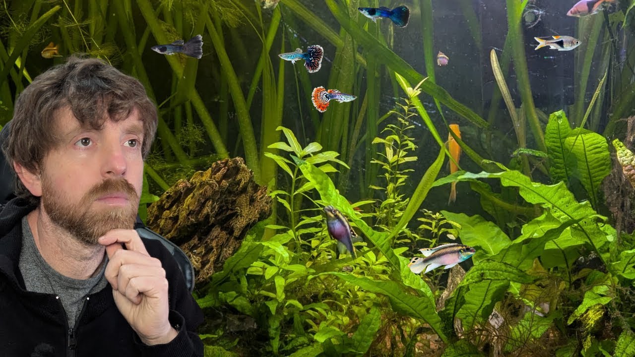 Cómo cuidar peces de acuario | GUÍA IMPRESCINDIBLE