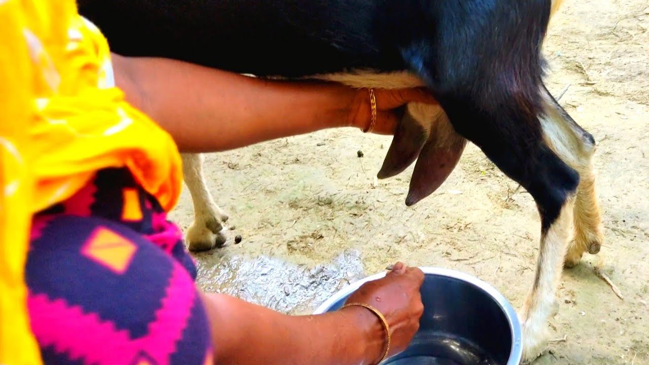 Woman Goat Milking Video (Part-24) Traditional Village Goat Milking | Enjoy Goat Milking by woman