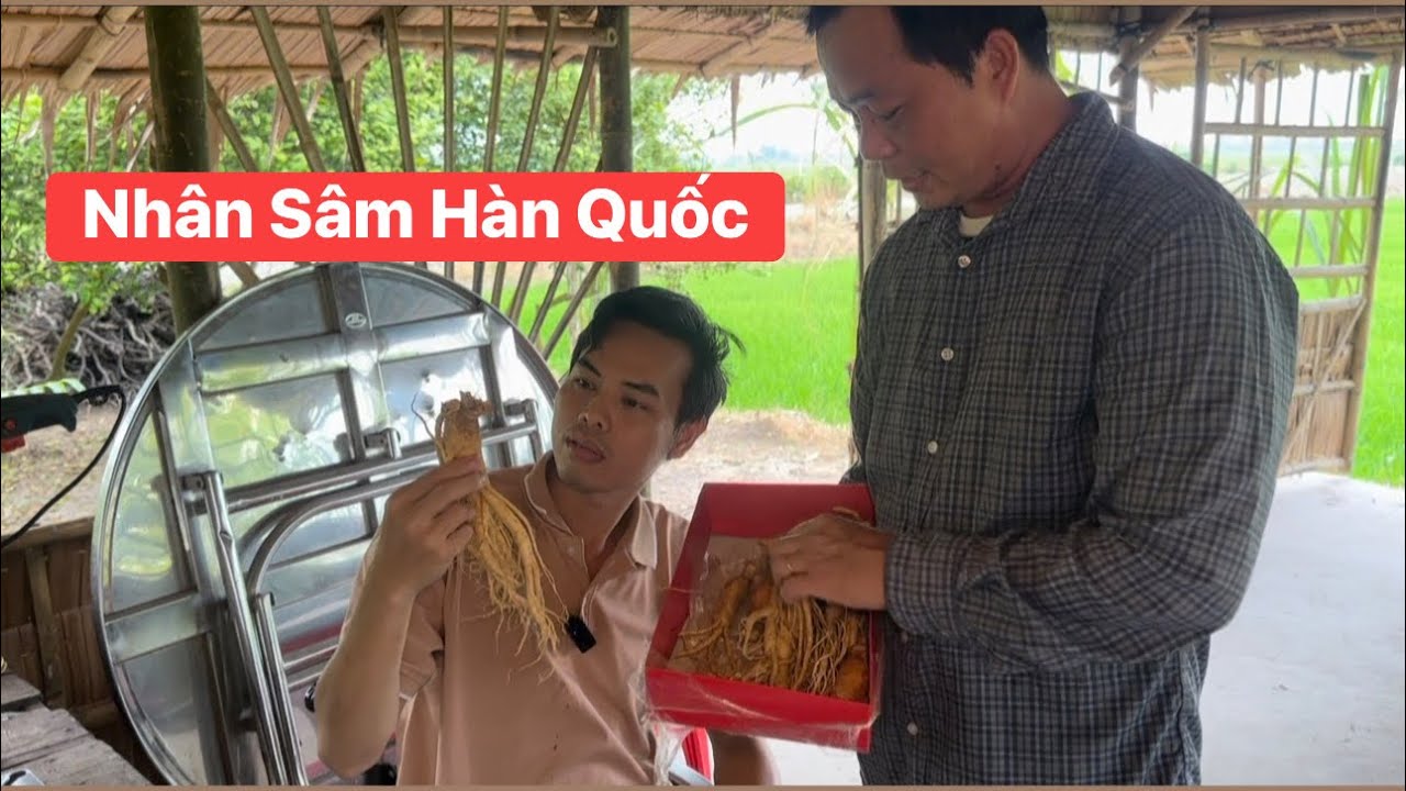 Hay tin Ngọc Bếp Củi trở bệnh đem sâm của anh Thi Hàn Quốc hầm gà để em bồi bổ sức khỏe 
