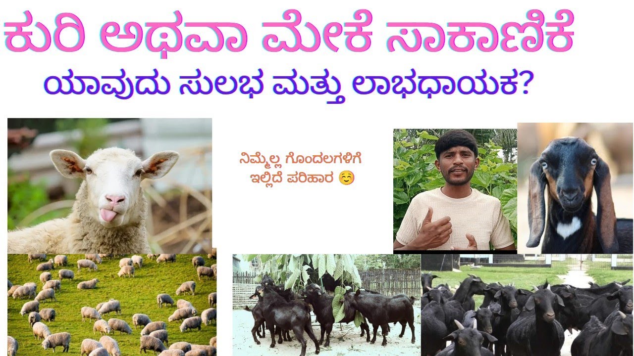 ಕುರಿ ಮತ್ತು ಮೇಕೆ ಸಾಕಾಣಿಕೆ.   ಯಾರಿಗೆ ಯಾವುದು ಉತ್ತಮ.ಇಲ್ಲಿದೆ ಒಂದಷ್ಟು ಮಾಹಿತಿ 