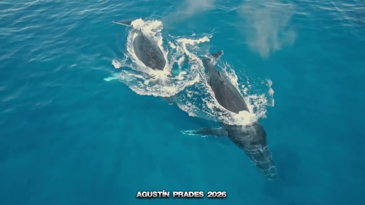 El Baile de las Ballenas 02, tema original de Agustin Prades 2026-02-10