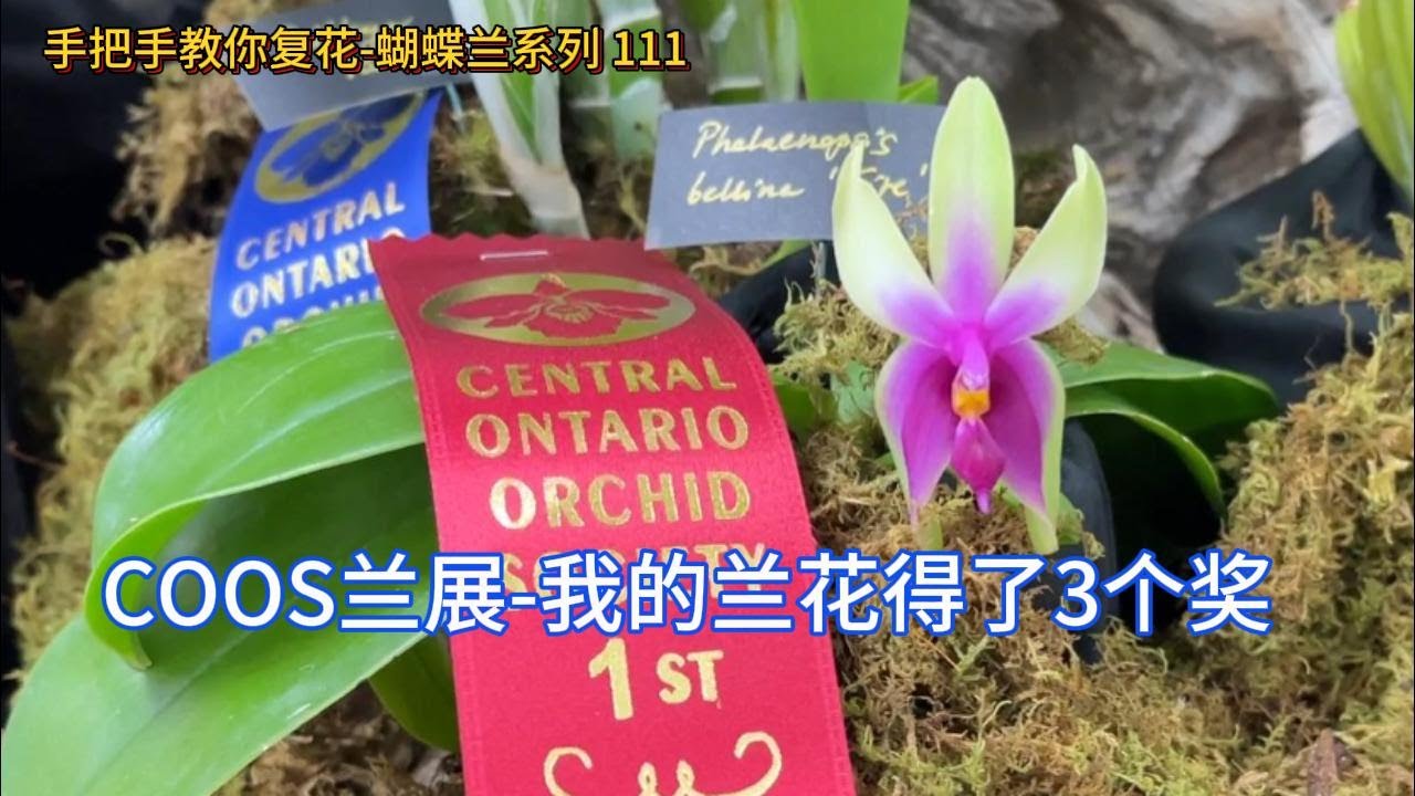 手把手教你复花-蝴蝶兰 111 COOS兰展-我的兰花得了3个奖