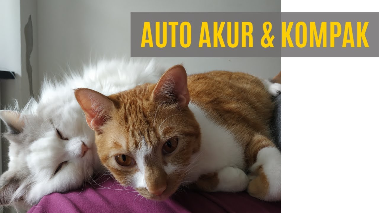 cara mengenalkan kucing baru ke kucing lama