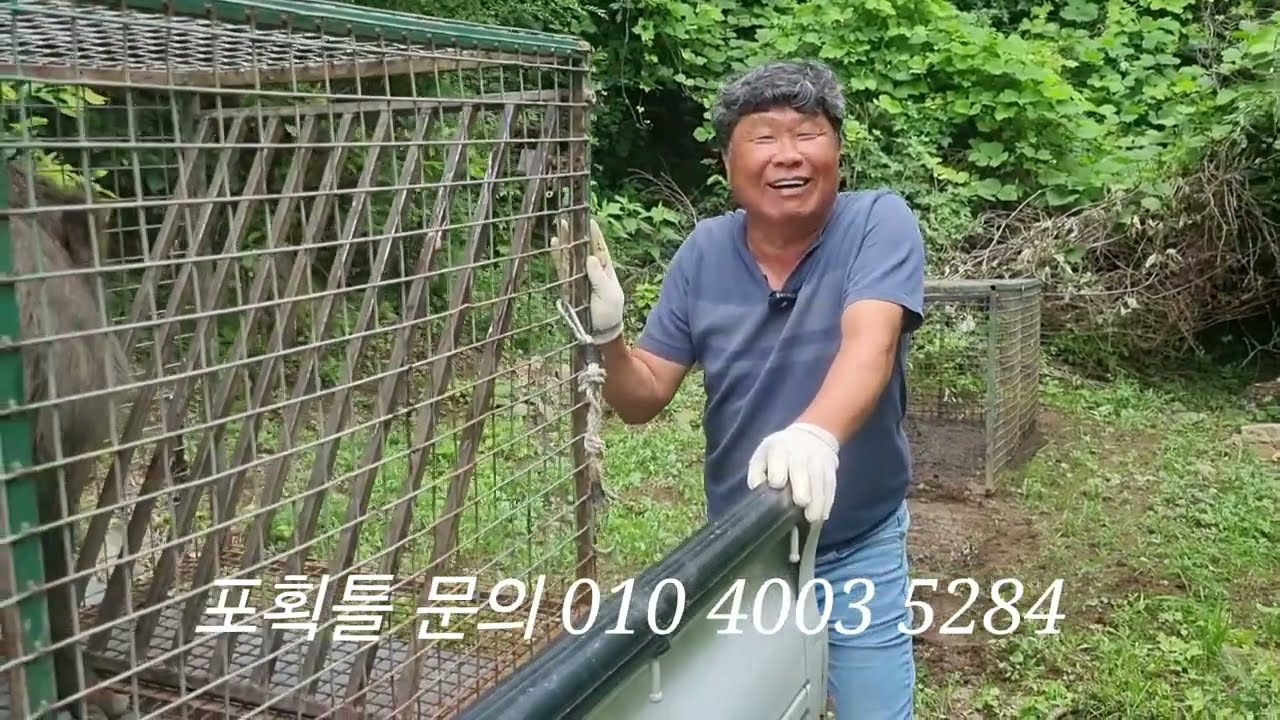 보급형 멧돼지 포획틀 150근 짜리 옮기기  피해농가 분들 잘보세요(문의 010 4003 5284)