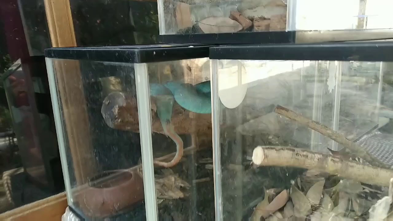 Kampung satwa